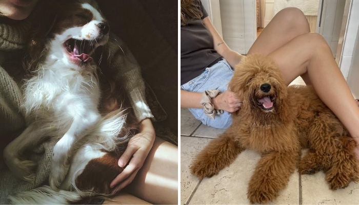 How to Stop Excessive Dog Barking (Simple Dog Training Methods)